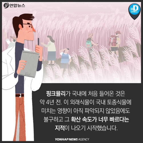 [카드뉴스] '핑크뮬리' 밭 전국에 확대…"생태계 교란 우려" 목소리도4