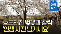 [VR] 흐드러진 벚꽃 아래서 찰칵…