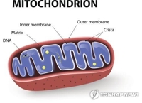 미토콘드리아 폐기 메커니즘서 난치성 염증 치료법 찾았다