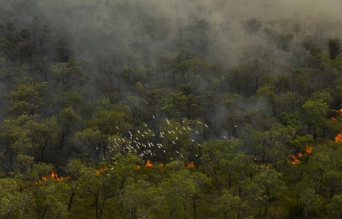 '생태계 보고' 판타나우 산불