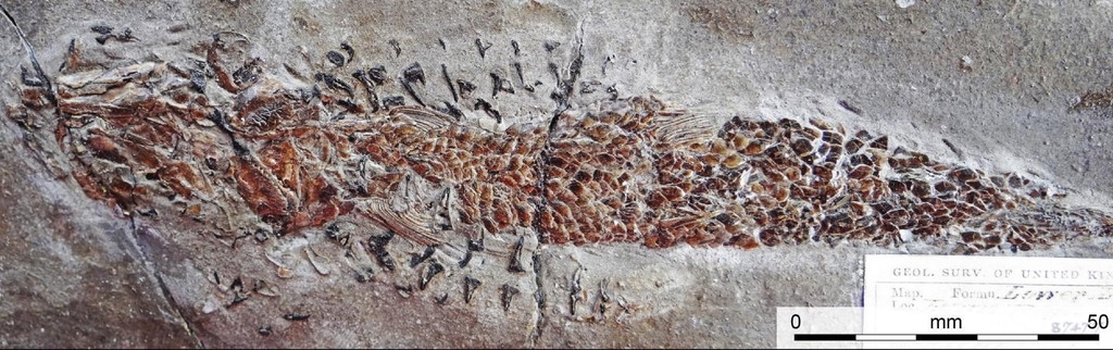 오징어를 닮은 C. 몬테피오레이가 물고기를 입에넣은 포식 화석 
