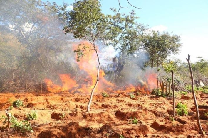 아마존 열대우림 지역에서 마리화나 불법 재배가 급속하게 늘어나는 것으로 알려졌다. 브라질 연방경찰은 마리화나 불법 재배가 이뤄지는 현장을 찾아내 불태우거나 밭을 갈아엎는 방법으로 폐기하고 있다. [브라질 연방경찰]