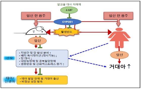 임신 전 음주 동물실험