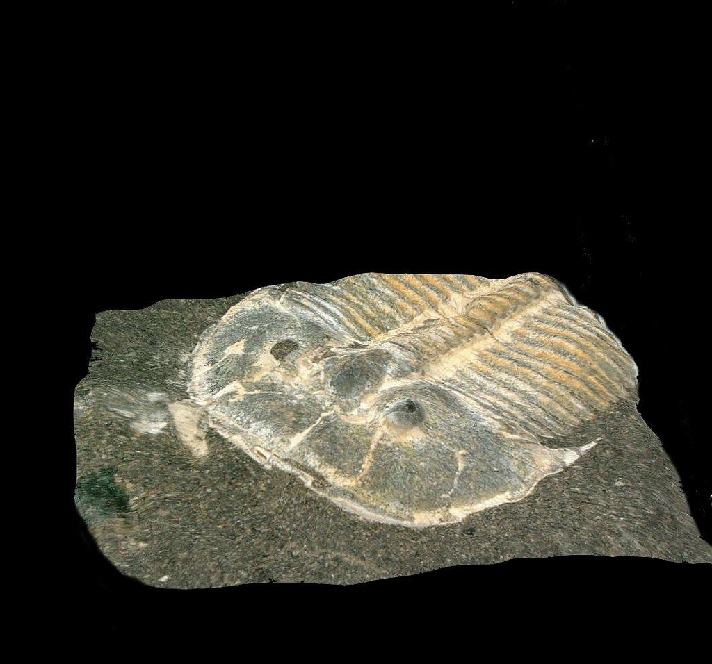 삼엽충(Aulacopleura kionickii. Barrande, 1846) 화석 