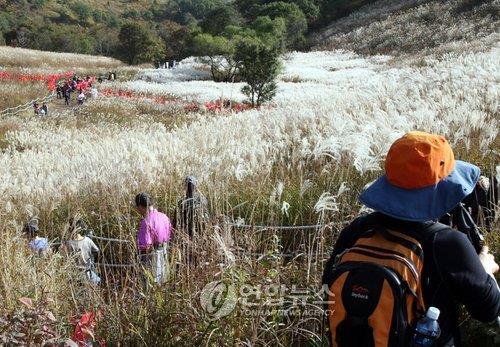 포천 명성산 억새군락지