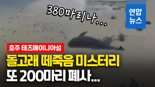 [영상] 호주 태즈메이니아 돌고래 떼죽음 미스터리…380마리 집단 폐사 - 2