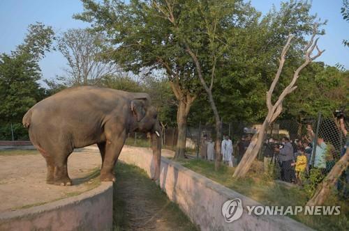 가장 외로운 코끼리 마침내 야생에 공로 팝스타 셰어 참관 연합뉴스