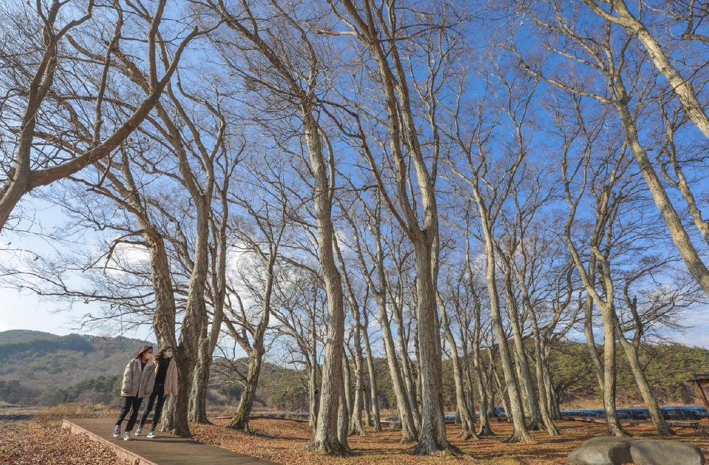 하얀 수피가 아름다운 서어나무 숲 [사진/성연재 기자]