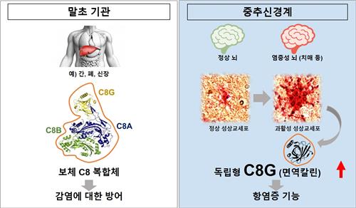 치매 완화 단백질 발견 … “C8- 감마가 뇌 염증 촉진제 억제”