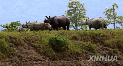 네팔과 인도에 서식하는 외뿔 코뿔소