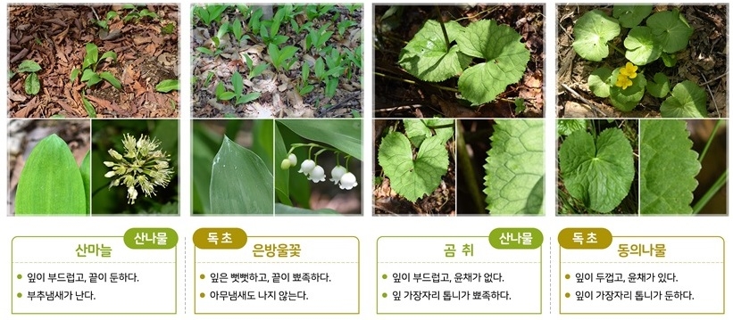 산나물과 독초 비교
