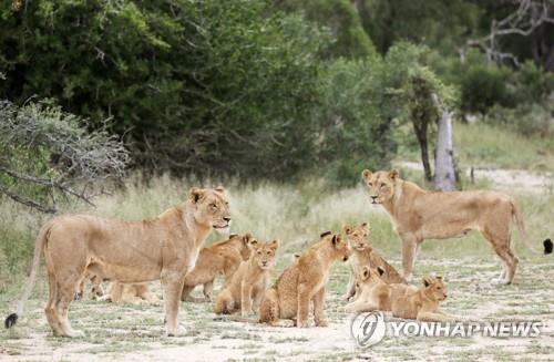 남아공 사냥용 사자 사육 등 금지…사자뼈 거래도