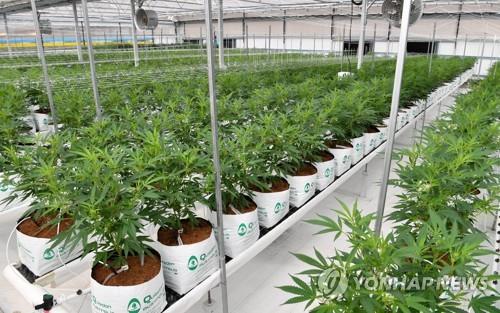 마리화나 재배 농장