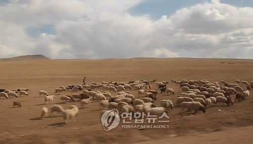 몽골 중부서 7천마리 넘는 가축 구제역 감염
