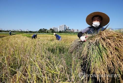 수확기 쌀값 급등락 막는다…공공비축미 35만t 매입 등 추진