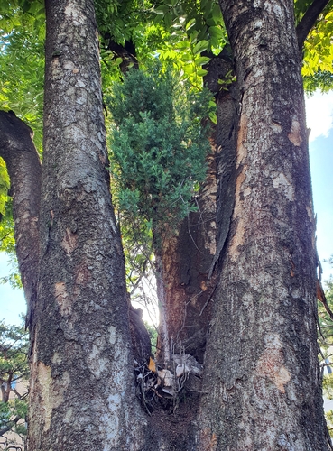 1m 크기의 노간주나무 
