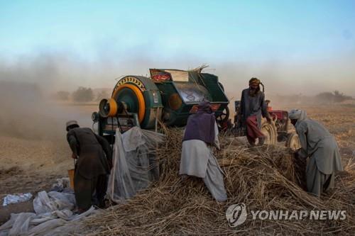  아프가니스탄 칸다하르에서 밀을 수확하는 농부