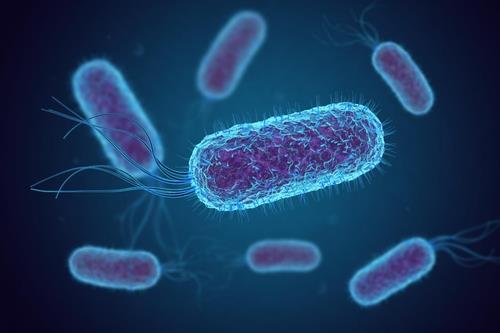 인간과 동물의 장에서 흔히 발견되는 대장균(E. coli) 