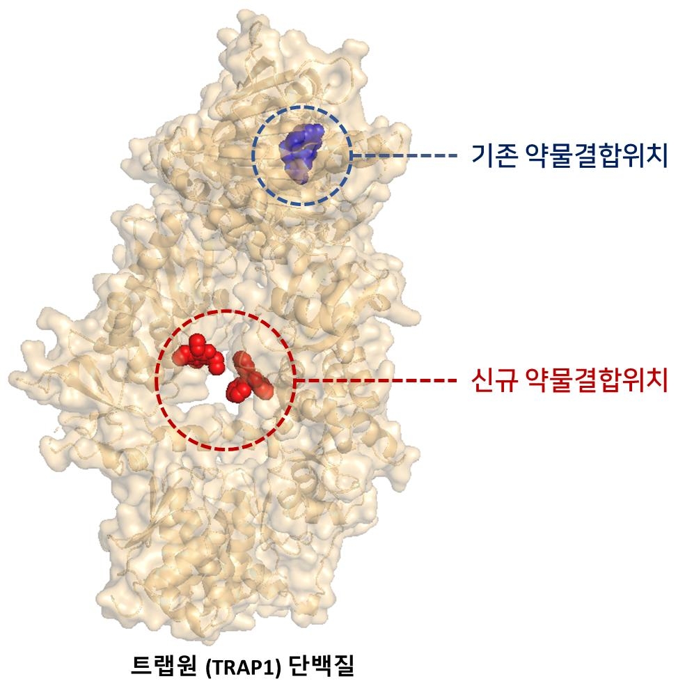 트랩원 단백질의 구조와 억제 약물의 결합 부위