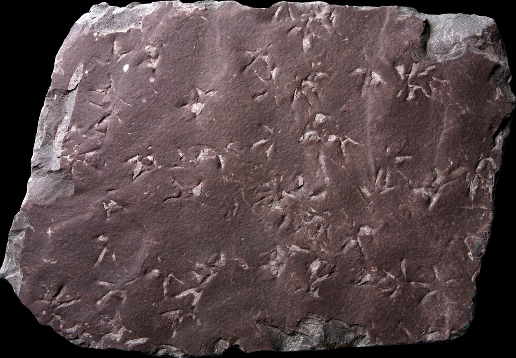 새발자국 화석