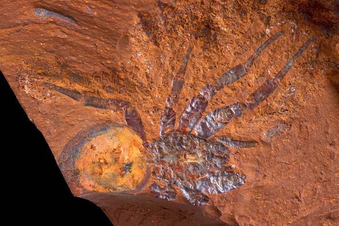 맥그라스 플랫에서 발굴된 거미 화석 