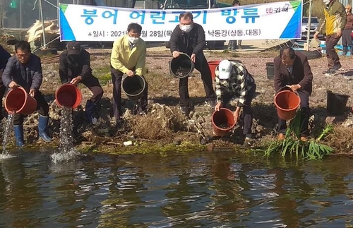 낙동강 수계 김해시, 토종 민물고기 70만마리 방류
