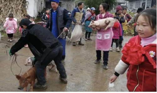 최근 중국 윈난성 쿤밍시 이량현의 초등학교에서 우등상 상품으로 새끼 돼지를 나눠줬다. [사우스차이나모닝포스트 캡처. 재판매 및 DB 금지]