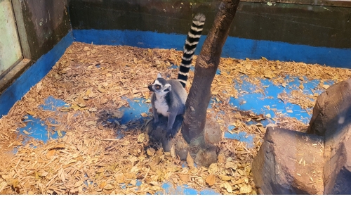 알락꼬리여우원숭이 