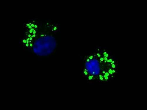 Lymphocytes involved in asthma allergy 