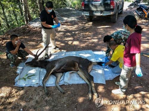 태국 국립공원서 사체로 발견된 사슴