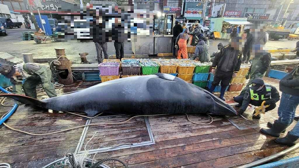 영덕 인근 바다에서 그물에 걸려 죽은 채 발견된 밍크고래