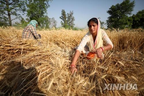 세계 2위 밀 생산국 인도 "수출제한 안해…수확량 5% 감소 전망"