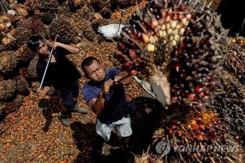 인도네시아의 팜열매 수확하는 농민