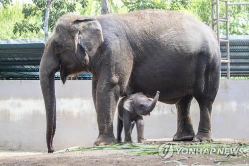 발리 동물원의 수마트라 코끼리와 새끼 자료사진