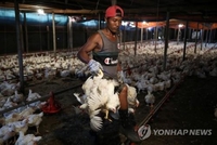 '닭고기 파동' 말레이시아, 생닭부터 너겟까지 수출금지