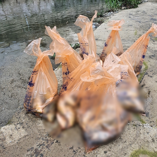 광주 도심 하천서 물고기 300마리 집단 폐사…원인 조사