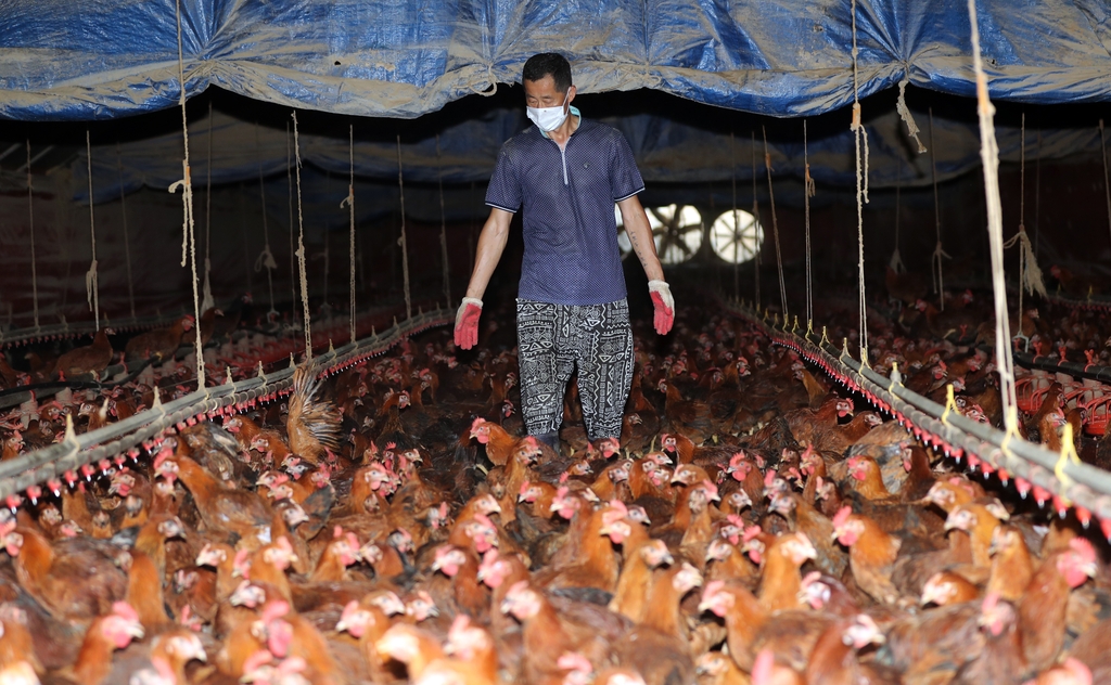 닭 영양상태 확인하는 농민