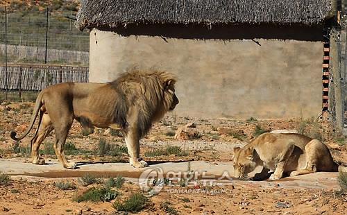 남아공 한 동물보호공원의 사자들