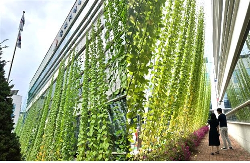 동북통계청 건물 전면 덮은 덩굴식물…'녹색 커튼' 효과
