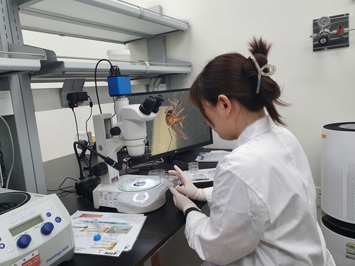 충남서 일본뇌염 매개 모기 올해 첫 발견…작년보다 3주 일찍