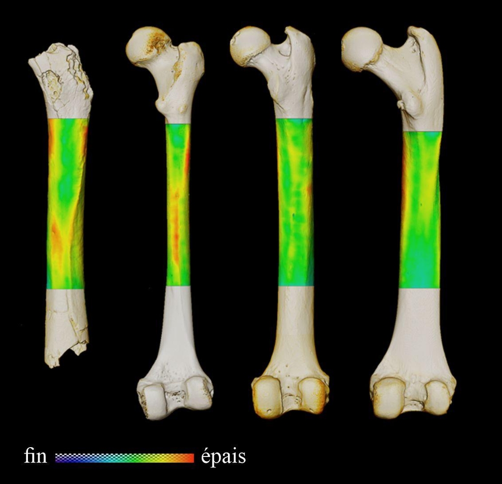 대퇴골 비교. 왼쪽부터 사헬란트로푸스, 인간, 침팬지, 고릴라 순 