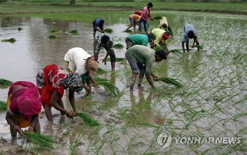 '식량 안보' 고삐 죄는 인도…밀·설탕 이어 쌀 수출 제한 검토