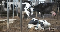 강화 젖소 농가서 중독성 질병 '보툴리즘' 발생…20여마리 폐사
