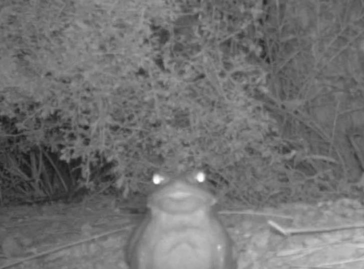 CCTV에 포착된 소노란 사막 두꺼비