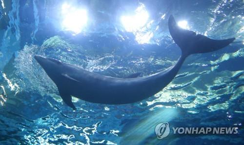 동물원·수족관 허가제 도입…고래 신규 전시 금지