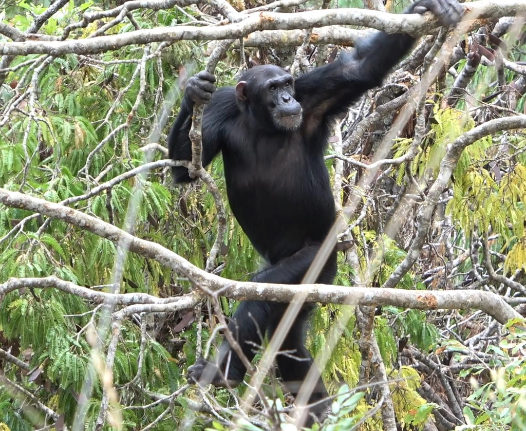두 발로 서서 나뭇가지 사이를 걸어 다니는 침팬지