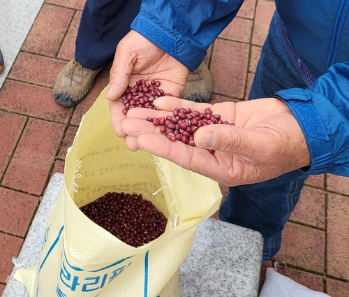 경주 273개 농가 생산 팥 전량 수매…빵 앙금 등에 활용