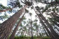 내년 산림청 예산 2조4천837억원…올해보다 3.9% 늘어