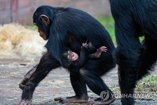 "10대 침팬지 인내심, 사춘기 청소년보다 강하다"