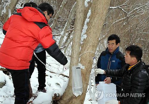뱀사골 고로쇠 채취